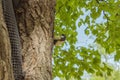 Yellow titmouse peeks out from behind a tree