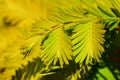 Yellow to bright green coloured branch of Dawn Redwood tree, latin name Metasequoia Glyptostroboides, in spring afternoon sunshine Royalty Free Stock Photo