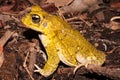 Male of Yellow Toad Incilius luetkenii Royalty Free Stock Photo