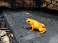 Yellow toad Royalty Free Stock Photo