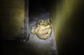 Yellow toad still watching seriously, night scene Royalty Free Stock Photo