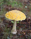 Yellow toadstool on the forest floor