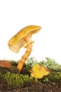 Yellow toadstool fungi Royalty Free Stock Photo