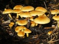 Yellow toadstools growing from decomposing leaf litter