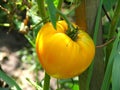 Yellow tomato closeup Royalty Free Stock Photo