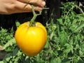 Yellow tomato closeup Royalty Free Stock Photo