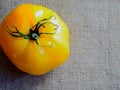 Ripe yellow tomato close-up on a background of rough gray burlap Royalty Free Stock Photo