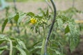 Yellow tomato flower branch leave bio organic healthy outdoor germany macro closeup