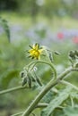 Yellow tomato flower branch leave bio organic healthy outdoor germany macro closeup
