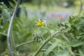 Yellow tomato flower branch leave bio organic healthy outdoor germany macro closeup