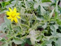 Yellow tomato flower. Close-up, details Royalty Free Stock Photo