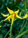 Tomato flower 5 yellow petals Royalty Free Stock Photo