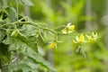 Yellow tomato flowers