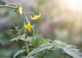 yellow tomato flowers, unripe tomatos in garden, banner copy space