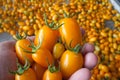 Fresh yellow cherry tomato fruit in hand Royalty Free Stock Photo