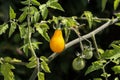 Yellow tomato matures on a bush in the vegetable garden