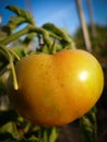 Yellow tomato Royalty Free Stock Photo