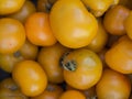 Yellow tomatoes