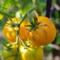 Yellow tomatoes in the garden on a sunny day. Organic farming in the country or in the garden. Harvest summer vegetables