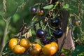 Yellow tomatoes Golden Crabapple  on an old wooden table Royalty Free Stock Photo