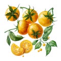 Yellow tomatoes with leaves isolated on white background. Ai generative illustration Royalty Free Stock Photo