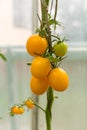 Yellow tomatoes ripen on a branch in the greenhouse. Variety yellow tomatoes. Close-up