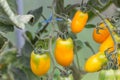 Yellow tomatoes of varying ripeness grow in a polycarbonate greenhouse. Growing organic tomatoes Royalty Free Stock Photo