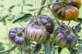 Yellow tomatoes of varying ripeness grow in a polycarbonate greenhouse. Growing organic tomatoes Royalty Free Stock Photo