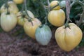 Yellow tomatoes of varying ripeness grow in a polycarbonate greenhouse. Growing organic tomatoes Royalty Free Stock Photo