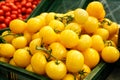 Yellow tomatoes Royalty Free Stock Photo