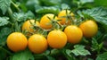 The yellow tomatoes on vine. AI generated Royalty Free Stock Photo