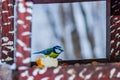 Yellow tomtit bird on a feeder table