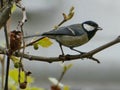 Yellow tomtit bird with seed in the beak standing on the tree branch