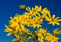 Yellow topinambur flowers Royalty Free Stock Photo