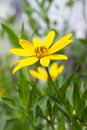 Yellow topinambur flowers