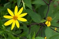 Yellow topinambur flowers