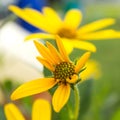 Yellow topinambur flowers