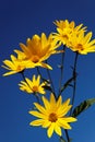 Yellow topinambur flowers (daisy family) against blue sky Royalty Free Stock Photo