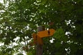 Yellow tourist hiking trail sign surrounded by green leaves and red berries in summer time.