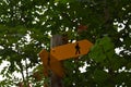 Yellow tourist hiking trail sign surrounded by leaves and red berries