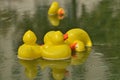 Yellow toy ducks on water Royalty Free Stock Photo