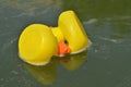 Yellow toy ducks on water Royalty Free Stock Photo