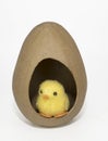 Yellow Toy Easter Chick in Big Brown Egg Royalty Free Stock Photo