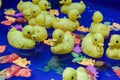 Yellow toy rubber duck family floats in the water. Royalty Free Stock Photo