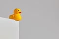 Yellow toy rubber duck teetering at edge of the table. Insecurity, instability, risk or balance