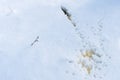 Yellow traces of urine on white snow. Someone urinated on the street in a public place. There is no public toilet in the Royalty Free Stock Photo