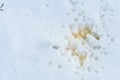 Yellow traces of urine on white snow. Someone urinated on the street in a public place. There is no public toilet in the Royalty Free Stock Photo