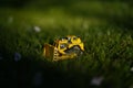 yellow tractor on green grass