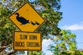 Yellow Traffic sign for Slow down duck crossing.