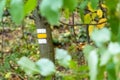 Yellow trail mark on tree in autumn